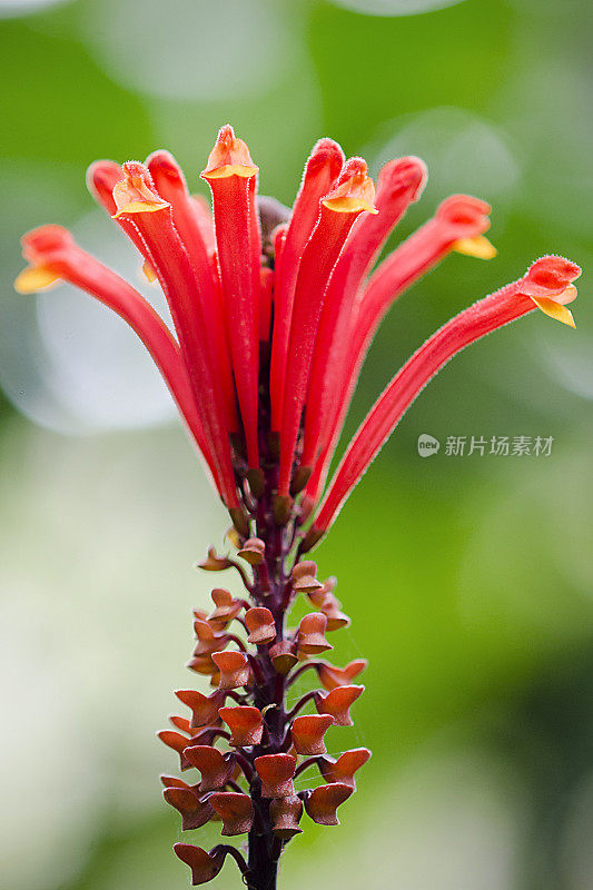 红黄芩，黄芩