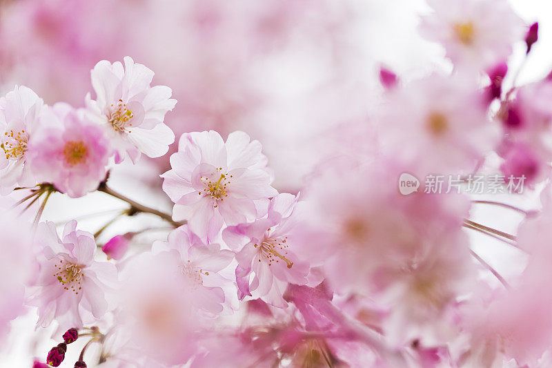 粉红色樱花的特写