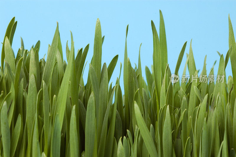 小麦草