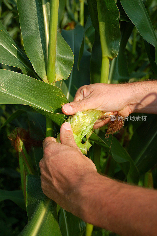 手工检查印第安玉米植株