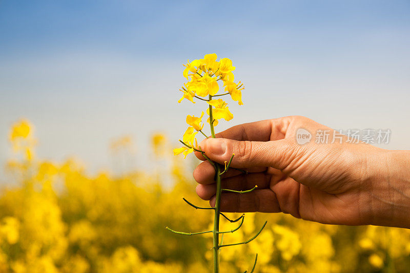 黄色油菜花