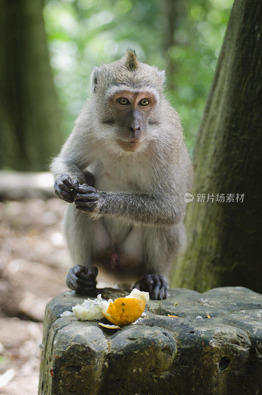 拿橘子的猴子