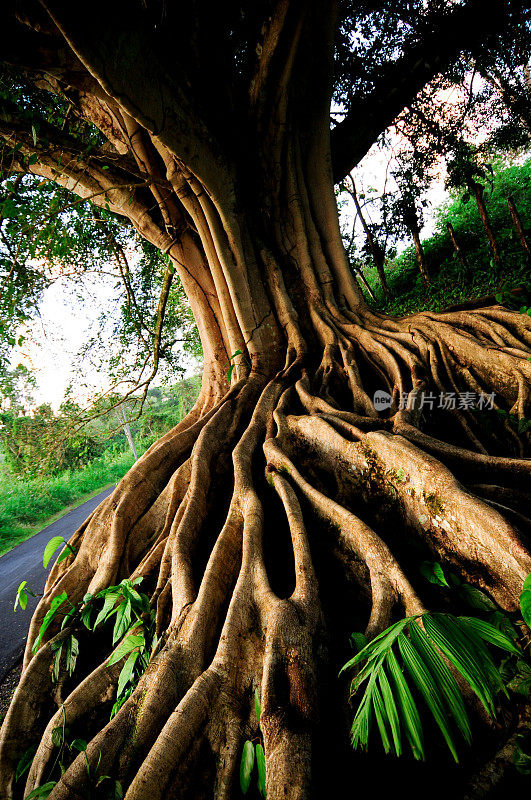 哥斯达黎加阿雷纳尔湖的树根