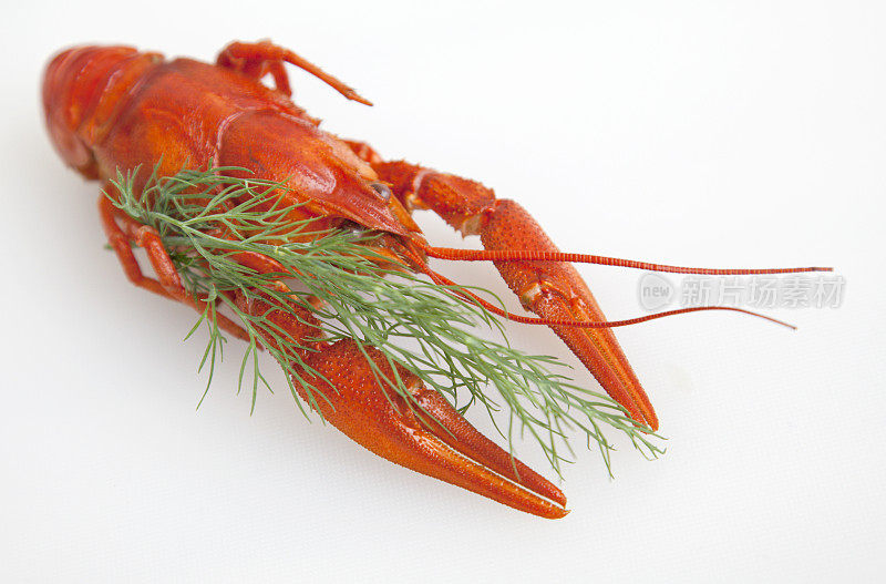 小龙虾和莳萝。瑞典的传统节日。