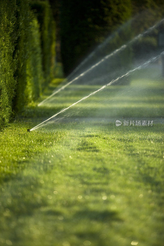 草坪浇水喷雾从花园软管