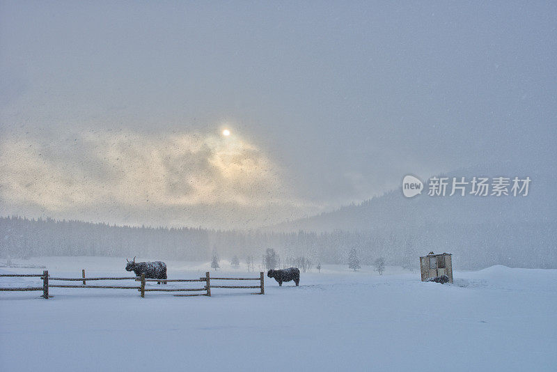 暴风雪中的牛