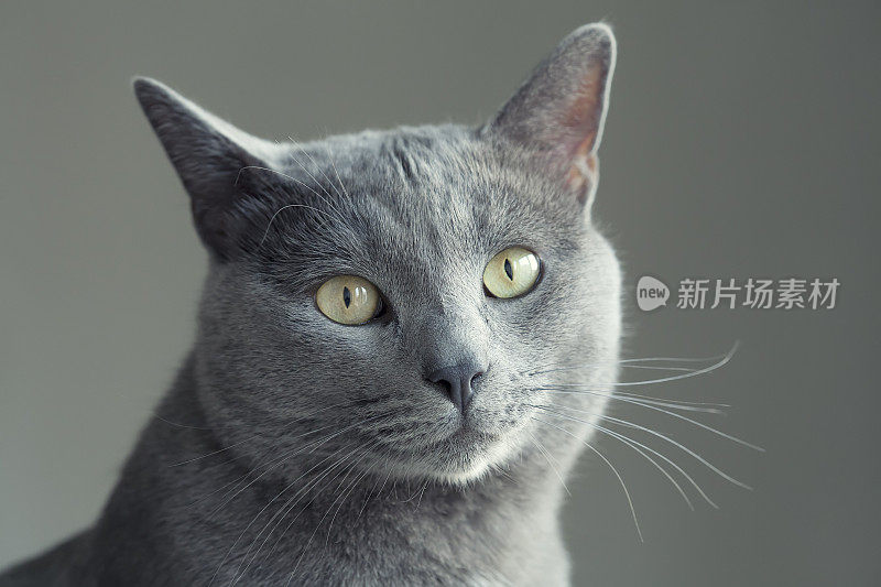 缅甸猫的肖像