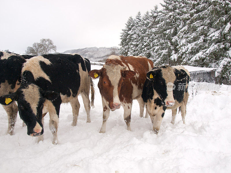 雪中的牛