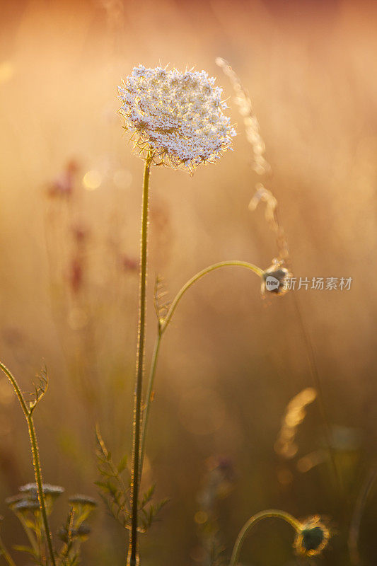 欧芹。