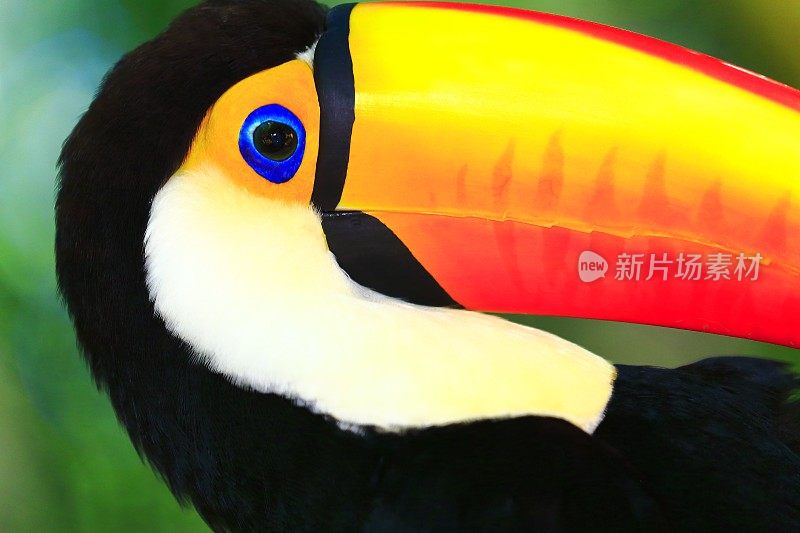可爱多彩的热带巨嘴鸟侧面肖像，巴西