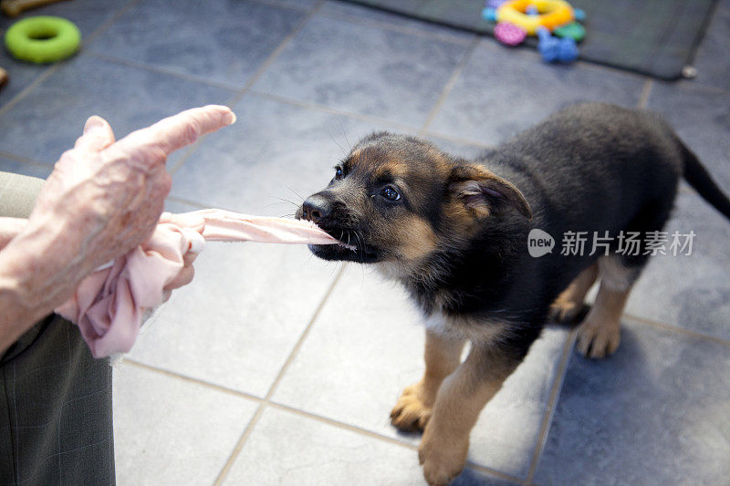 德国牧羊犬的小狗