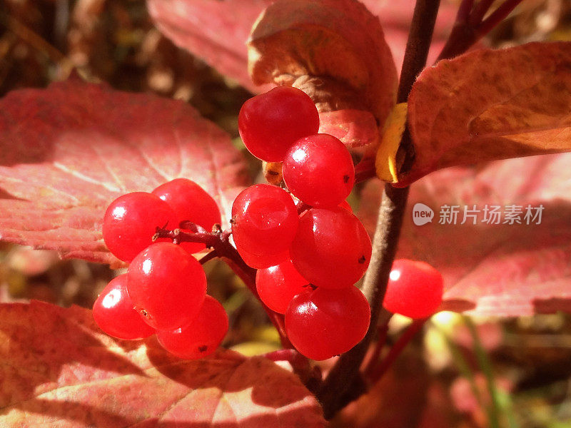 野生蔓越莓，红色水果簇莓生食品健康饮食