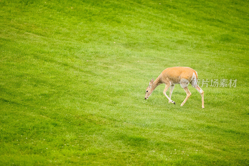 白色尾巴的母鹿在草地上吃草