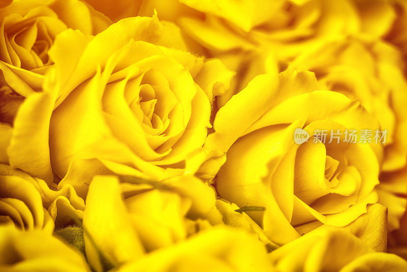 一束黄玫瑰全框摄影