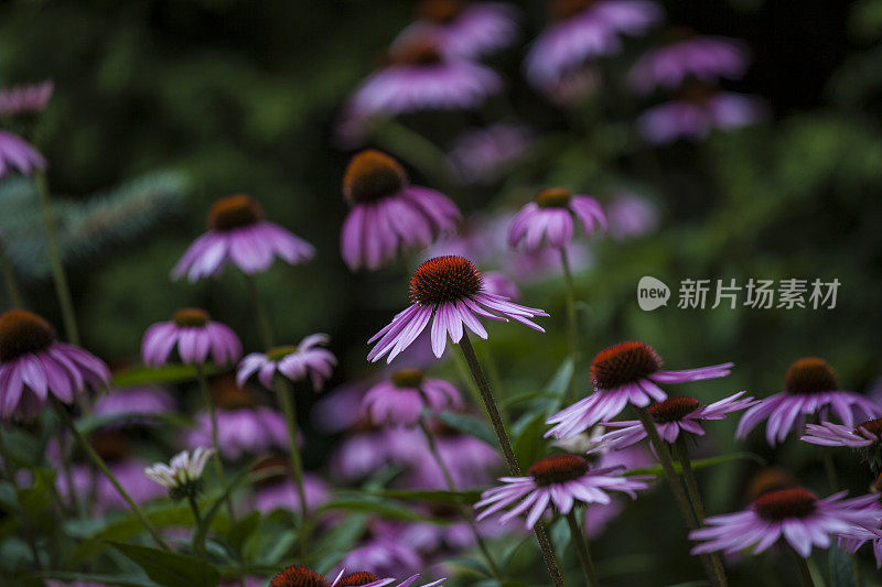 紫锥菊的花