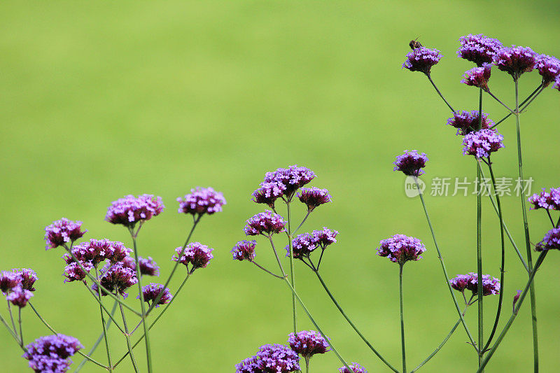 紫色马鞭草图案，马鞭草(阿根廷马鞭草)