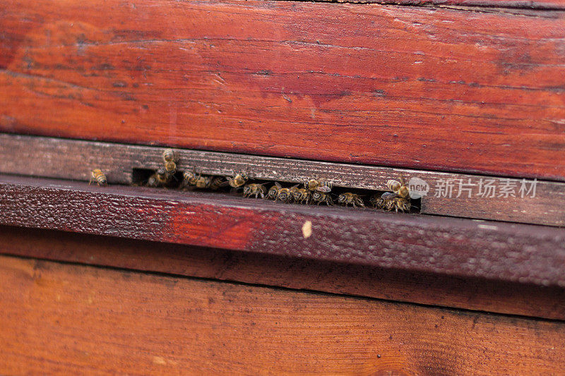 一群蜜蜂飞进一个古老的蜂巢