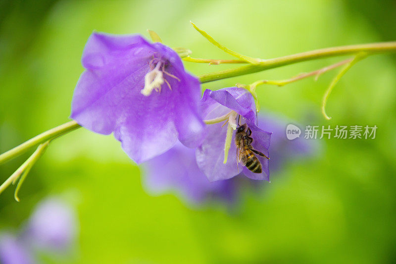 蜜蜂在花风铃上