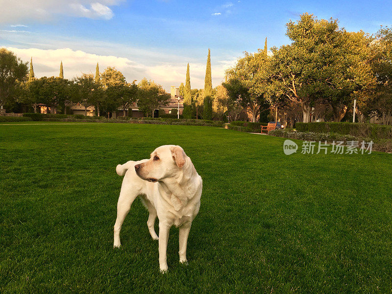 拉布拉多寻回犬