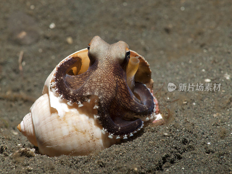 椰子章鱼——边缘章鱼