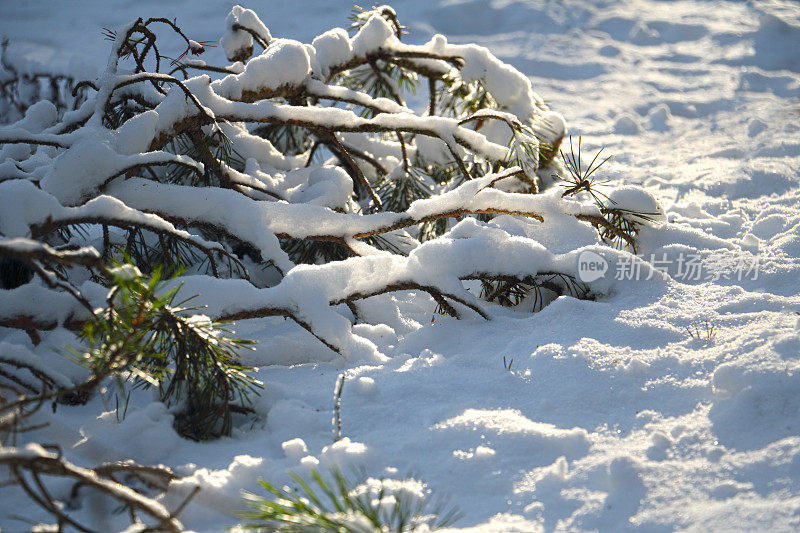 雪中的冷杉枝