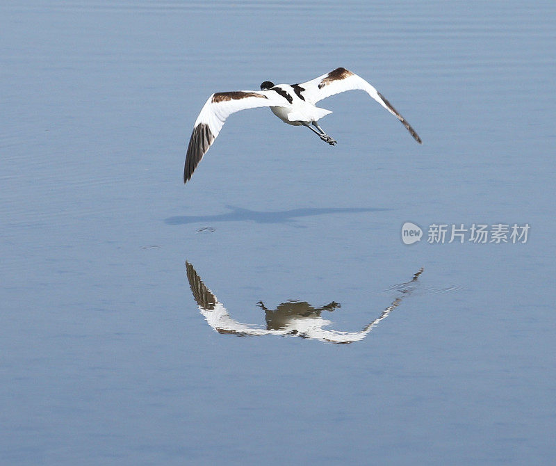 脚Avocet