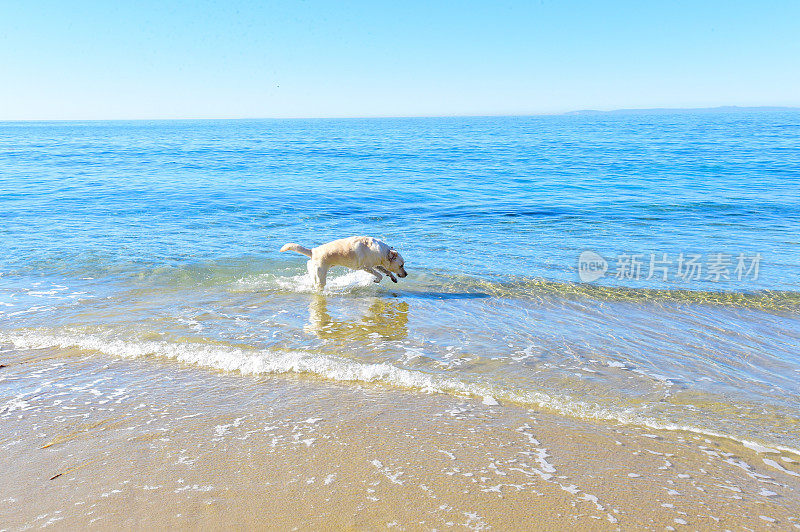 拉布拉多寻回犬