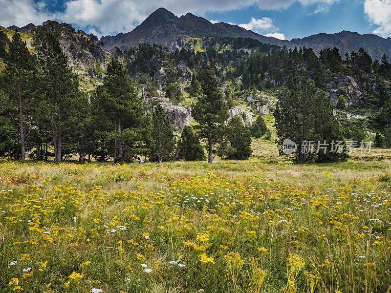 西班牙加泰罗尼亚比利牛斯山脉的草地