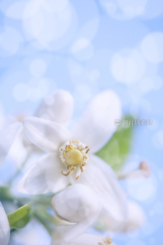 橙花映衬着蓝色的天空