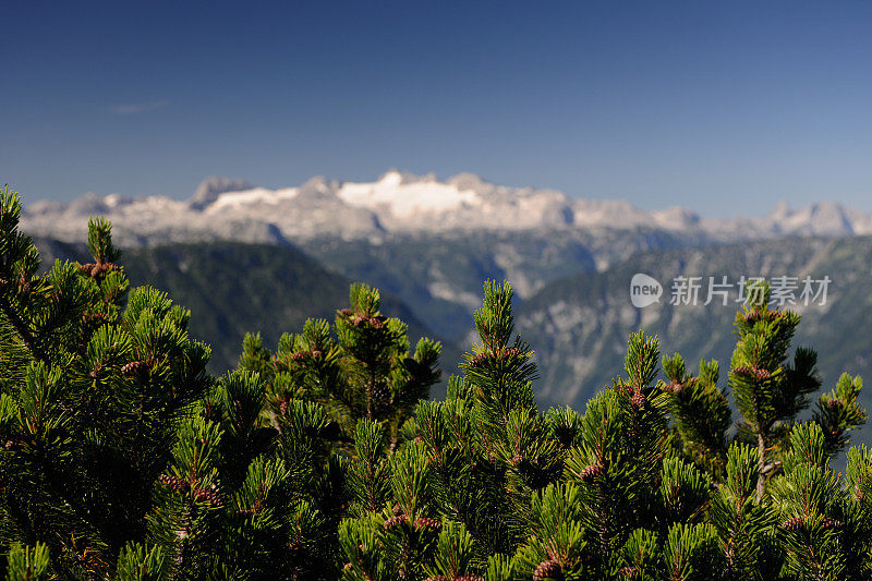 达赫斯坦全景，有选择地聚焦于山上的松树