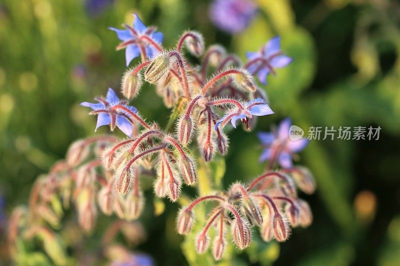 紫花植物野外特写