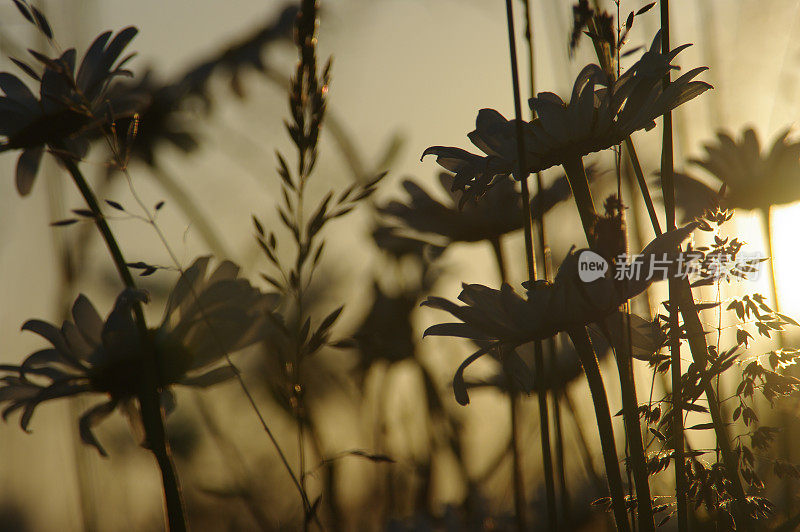 玛格丽特花