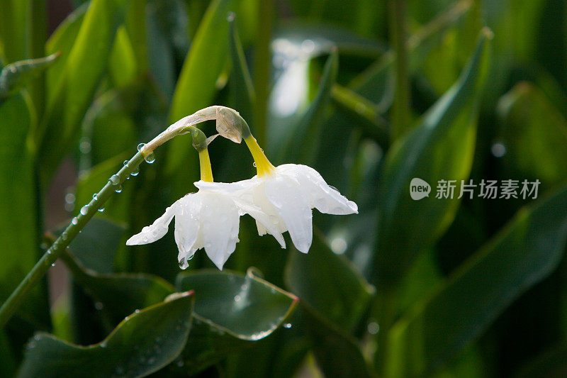 水仙花