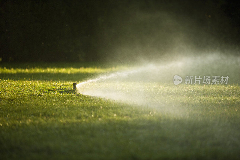 草坪浇水喷雾从花园软管