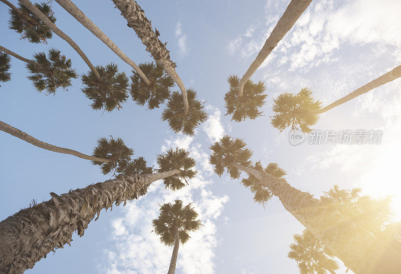 美国加州日落时的棕榈树