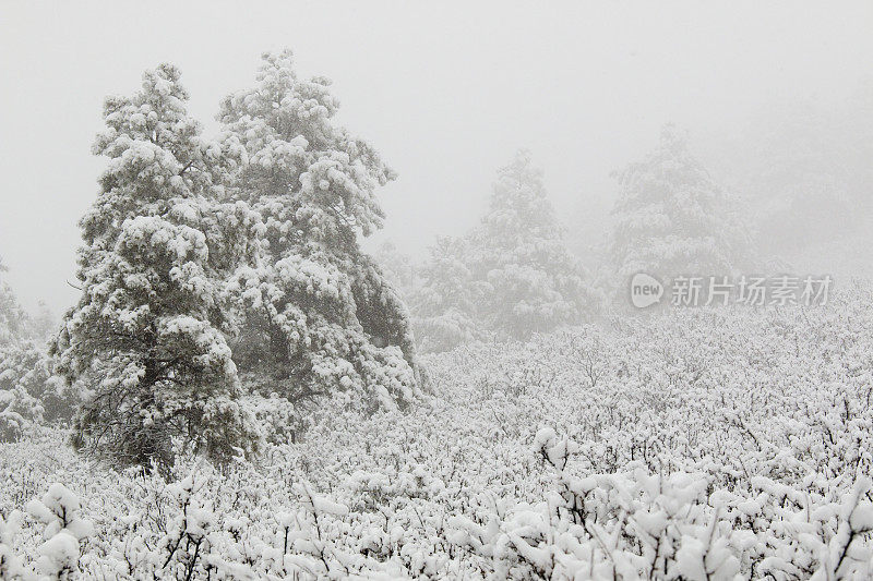 科罗拉多州派克国家森林四月的暴风雪