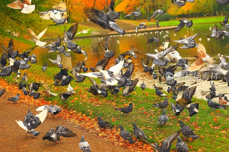 莫斯科公园，鸽子成群飞翔，吃东西