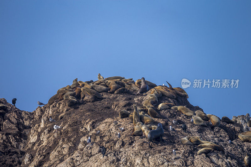 加利福尼亚海狮在岩石上