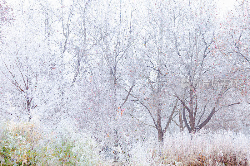 冬季景观-霜雪覆盖的树木