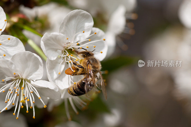 樱花上忙碌的蜜蜂