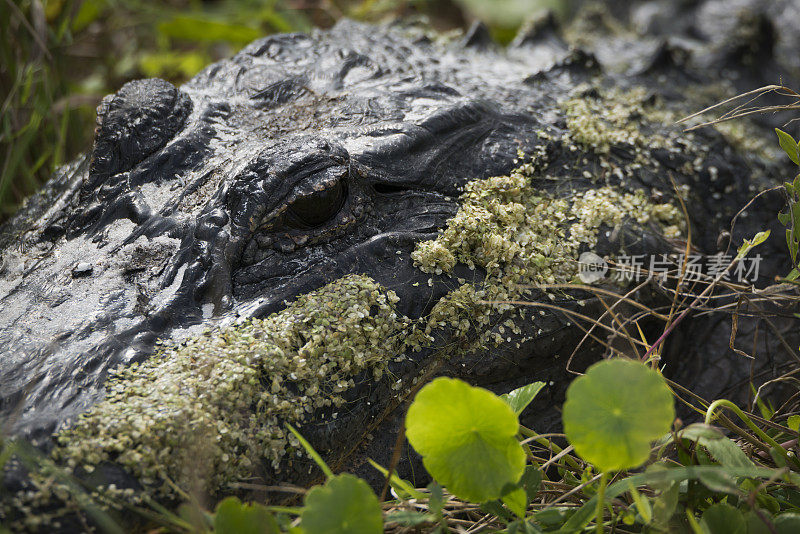 佛罗里达奥兰多湿地公园的美洲短吻鳄