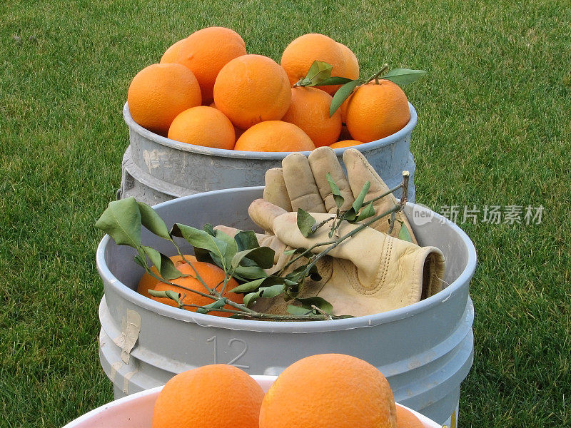 水桶里的橙子