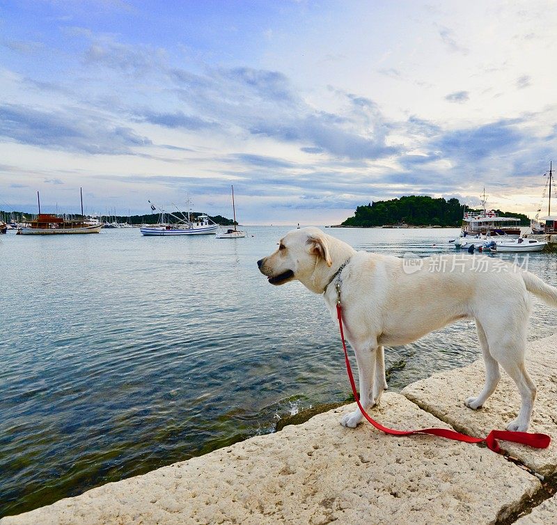 拉布拉多寻回犬