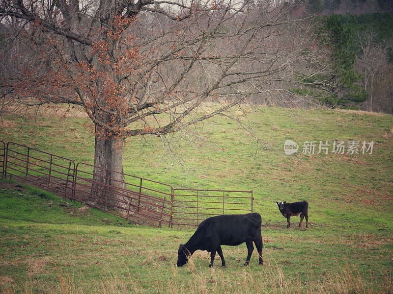 成人，小牛放牧在围栏农场乡村田野景观