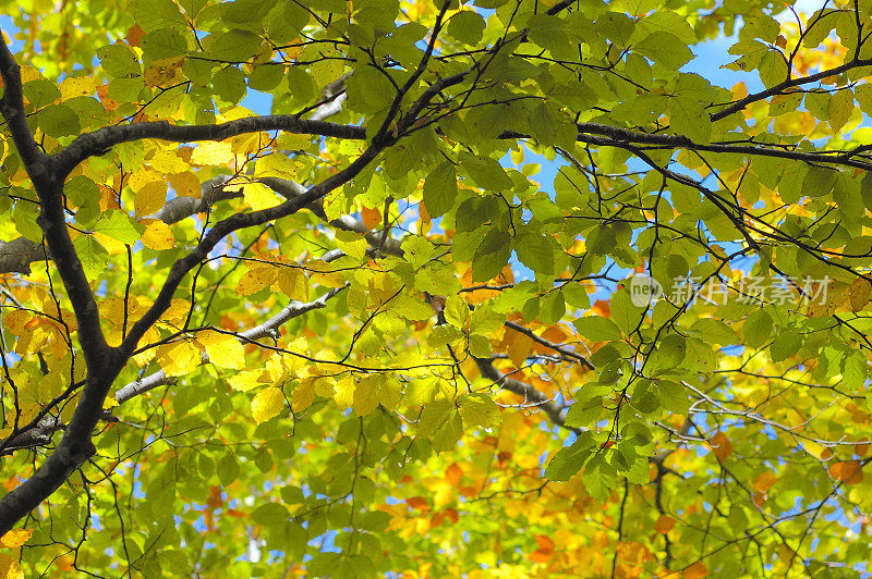 秋天的树冠