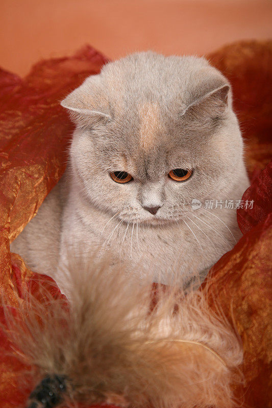 英国银灰色的猫在红色的纺织品上玩羽毛