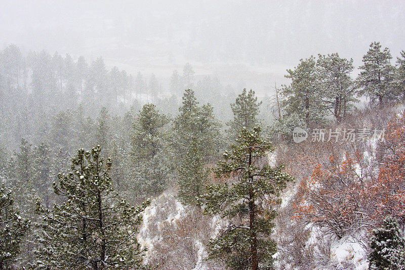 科罗拉多州派克国家森林的春雪