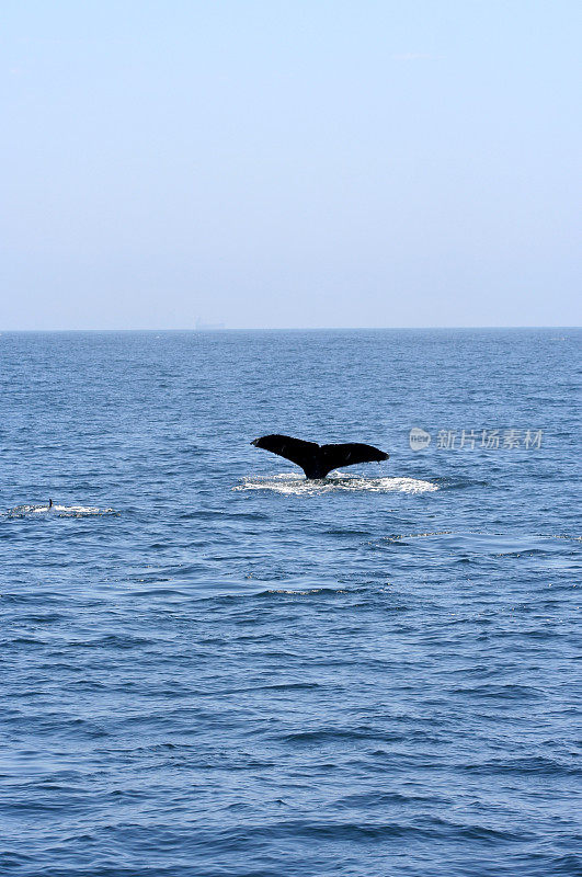 鲸鱼001