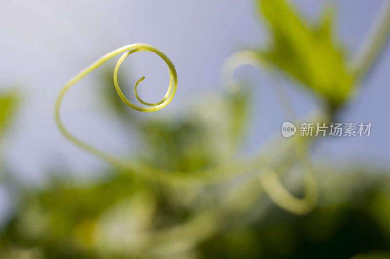 攀缘植物卷须和叶背景。