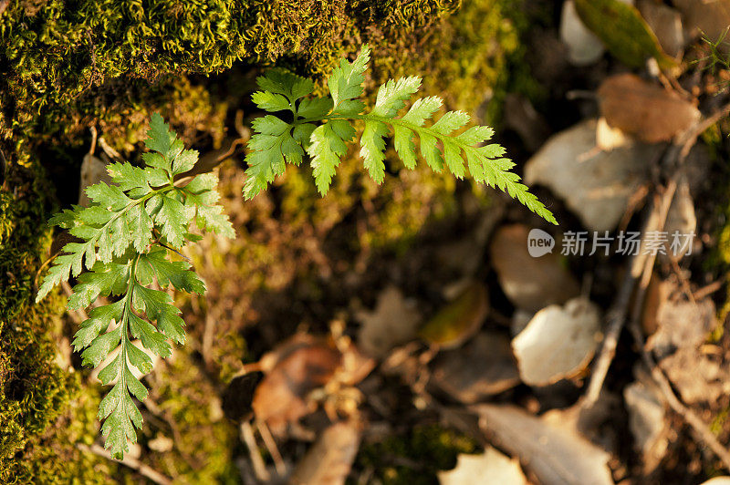 小的蕨类植物